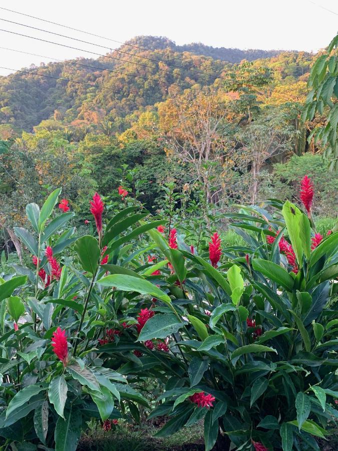 Jungle Home With King Beds -5 Minutes From The Beach Uvita Ngoại thất bức ảnh